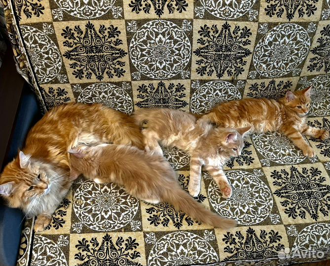 Котята мейн-кун 2,5 мес