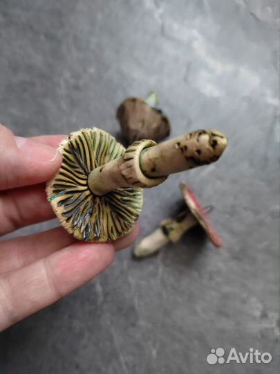Грибы керамика