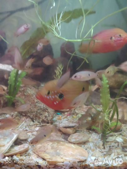 Аквариумные рыбки