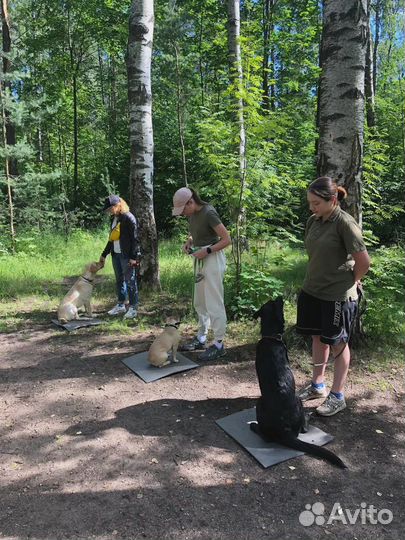 Дрессировка собак. Кинолог