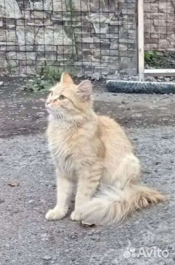 Кошки и котята