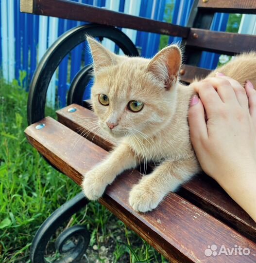 Кошка в дар