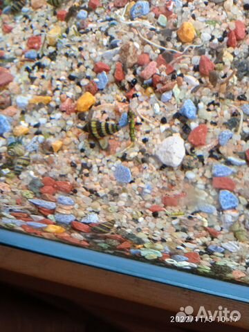 Улитка хелена