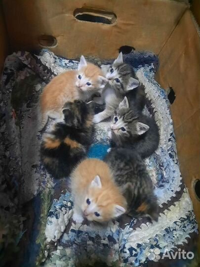 Отдадим котят в добрые руки