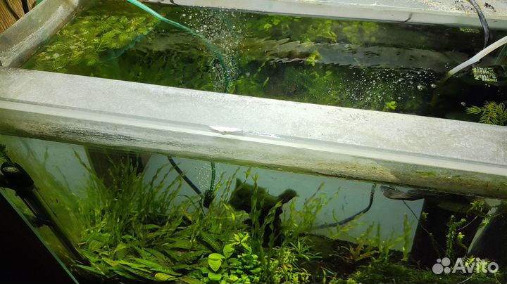 Аквариум с рыбками