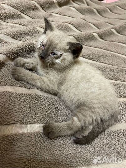 Сиамская кошечка