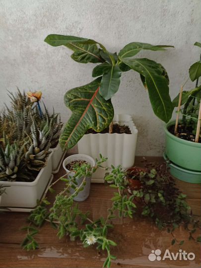 Комнатные цветы