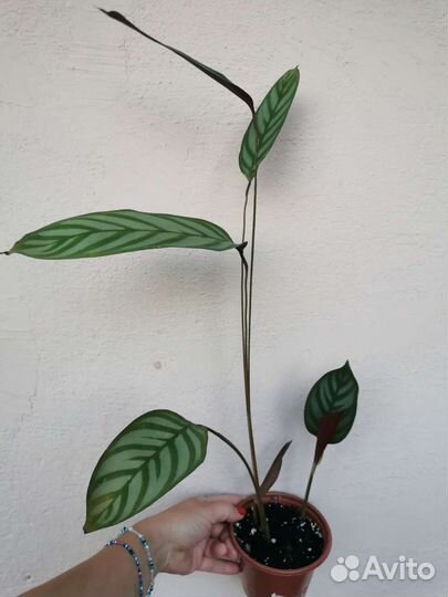 Калатея ктенанта