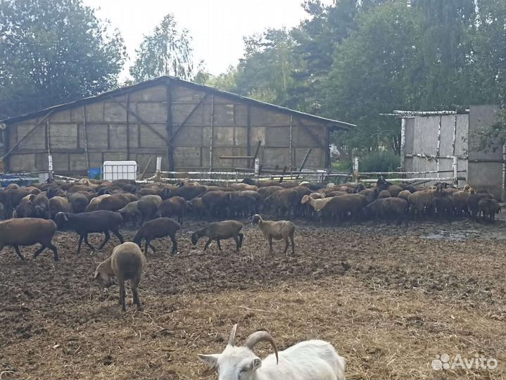 Овцы бараны эдельбай