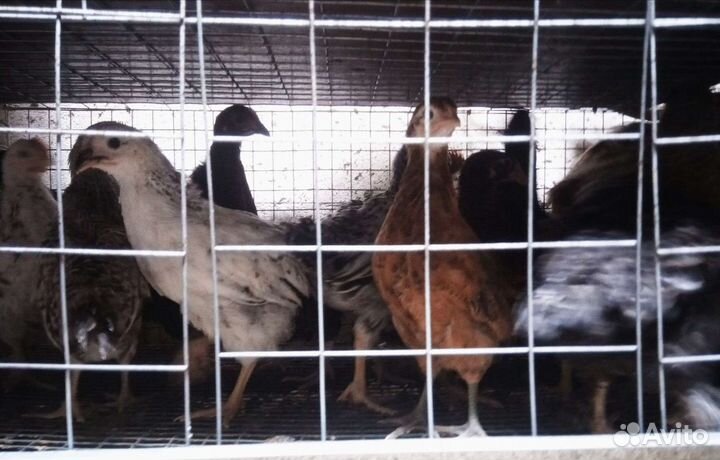 Яйцо инкубационное,Цыплята смешанных пород