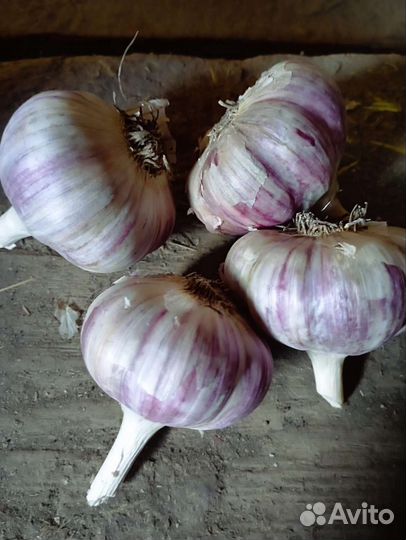 Чеснок домашний