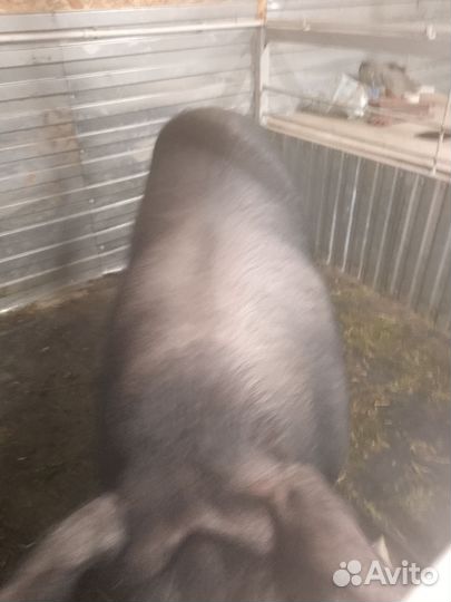 Хряк кастрированный на мясо