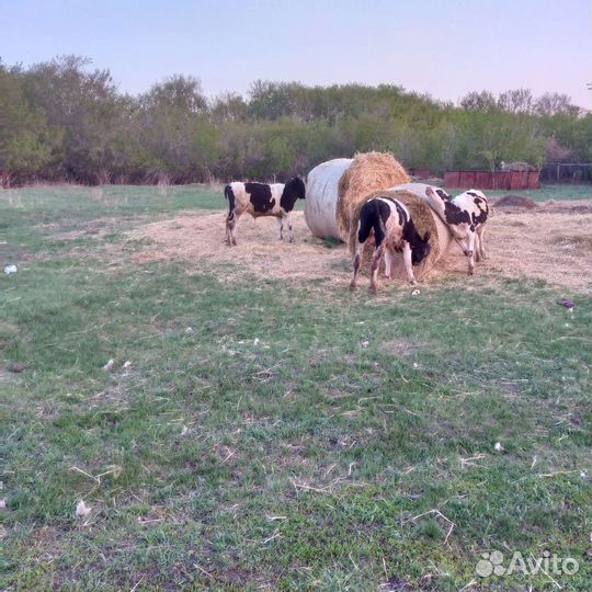 Продам 2 бычка и телочка