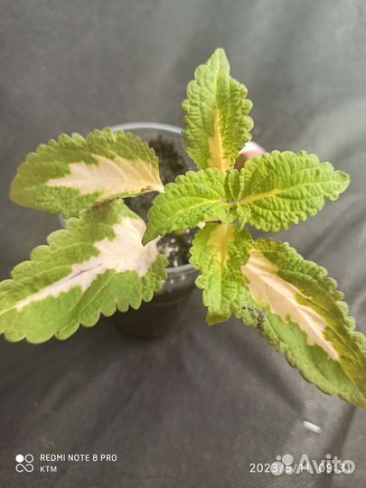 Колеусы вегетативные