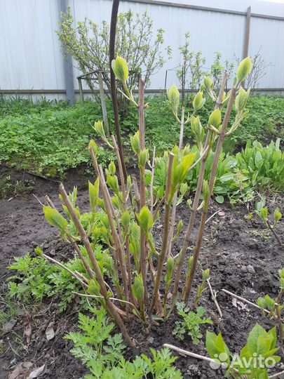 Анабель гортензия куст,пионы