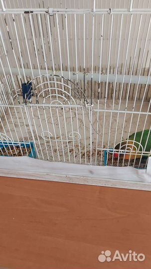 Попугай неразлучники с клеткой