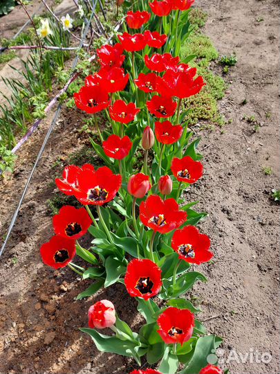 Луковицы тюльпанов