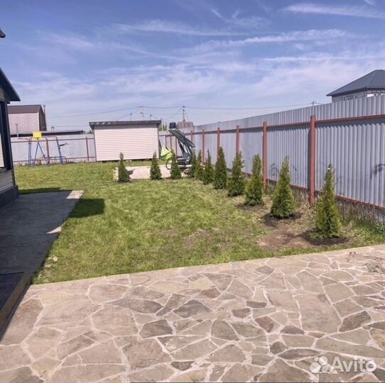 Туя зеленая