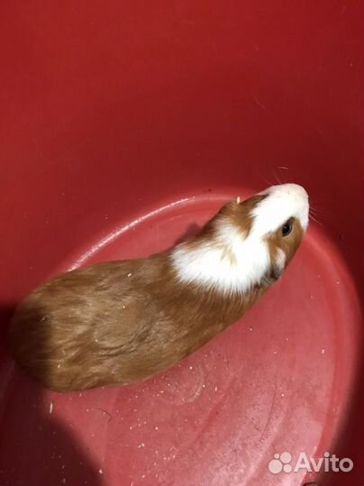 Морская свинка: маленькие и средние