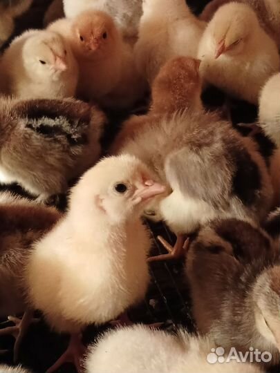 Индюшата, цыплята