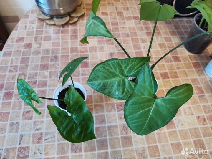 Сингониум Регина Ред спот,Ведланда,Панда