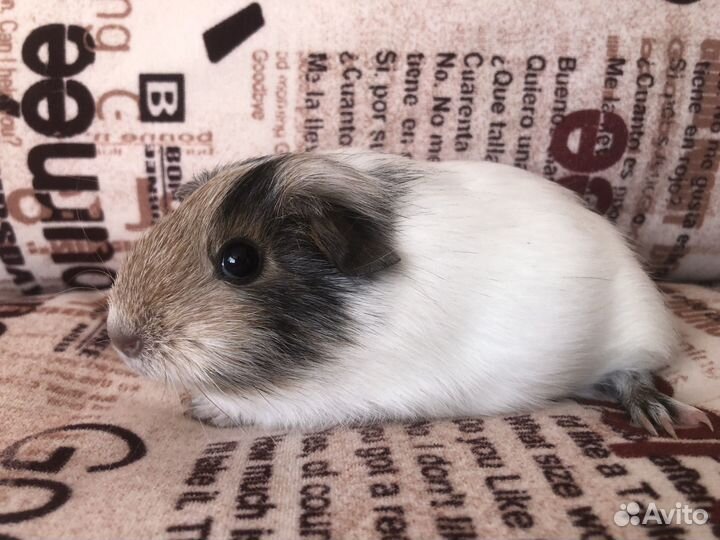 Морская свинка