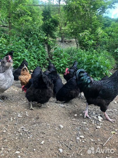 Хурик-птица