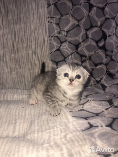 Шотландские котята