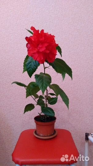 Комнатные цветущие цветы