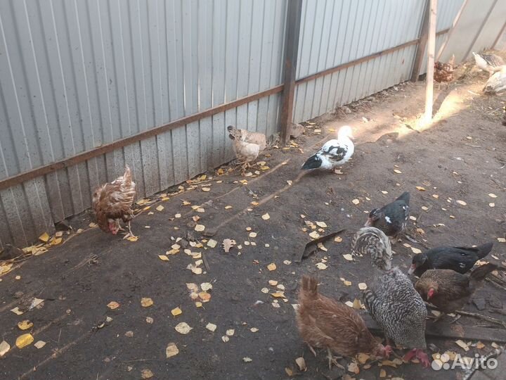 Куры несушки продам
