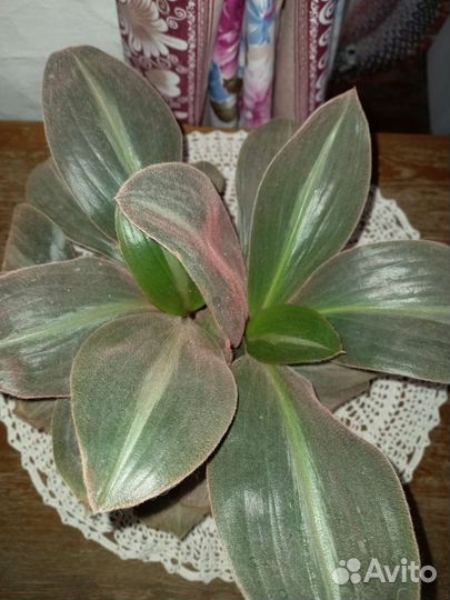 Цветок Сидерасис