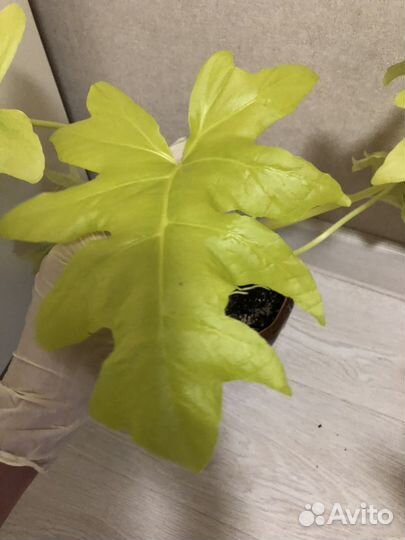 Филодендрон голд Сатин Тайский