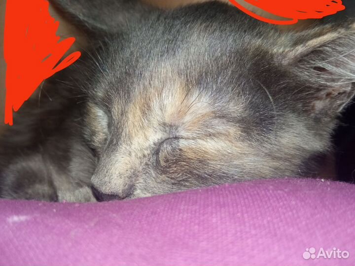 Кошка в дар