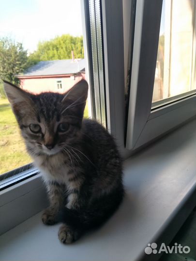 Кошки