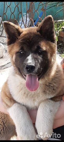 Щенки американской акиты