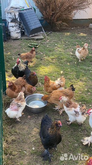 Куры, петухи Брама