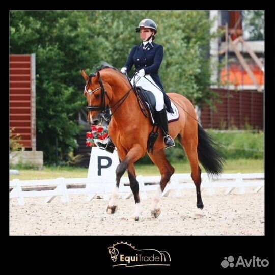 Подбор/продажа лошадей