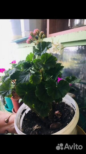 Пеларгония герань Австралийка