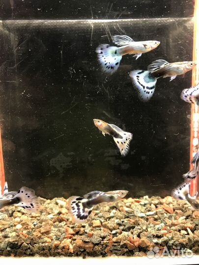 Аквариумные рыбки гуппи