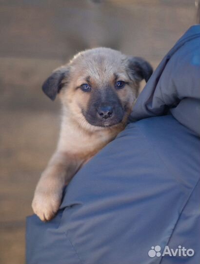 Малыши из приюта ищут дом