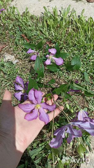 Клематис Арабелла