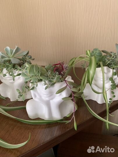 Растения комнатные,суккуленты