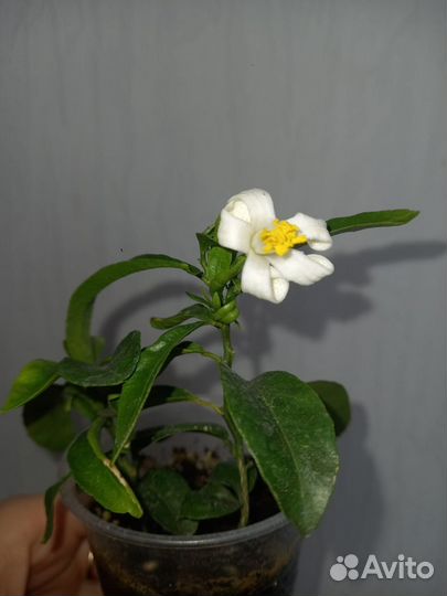 Лимонное дерево
