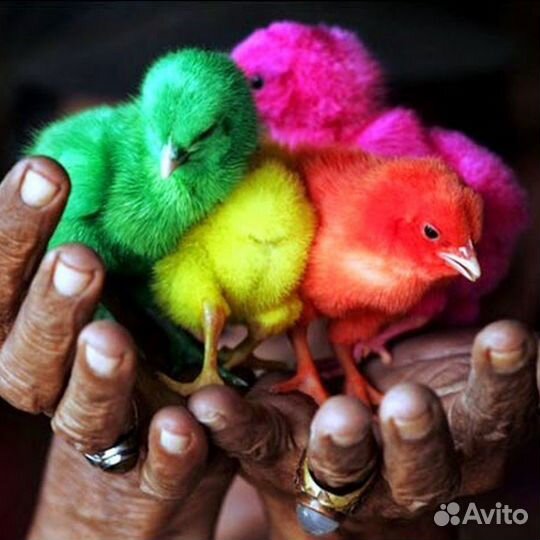 Укладчик-упаковщик с проживанием и питанием