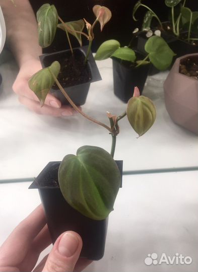 Сциндапсусы, филодендроны