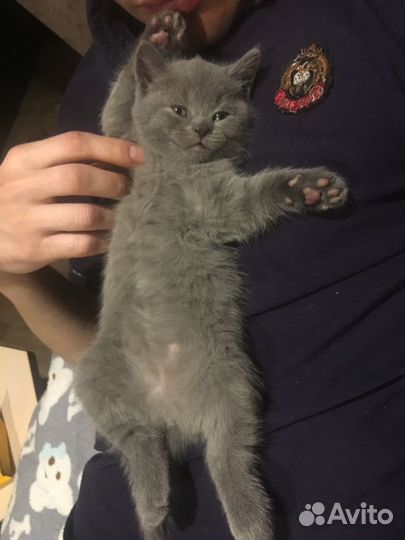 Британские котята