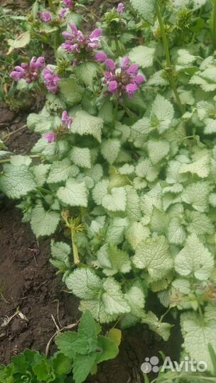 Многолетники