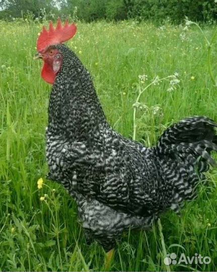Петушки помесь брамы(космоногие), доминант