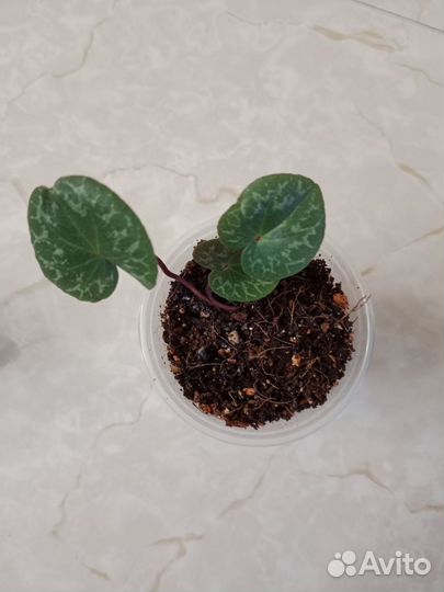 Альпийская фиалка (цикламен)