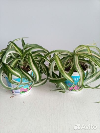 Хлорофитум кудрявый Бони